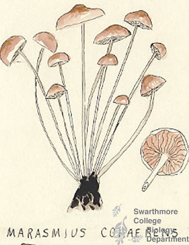 Botanical drawing of genus Marasmius and species cohaerens
