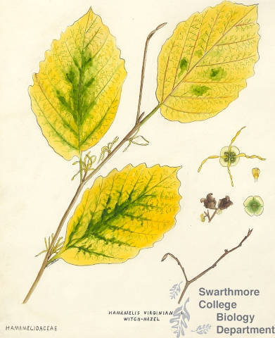 Botanical drawing of genus Hamamelis and species virginiana