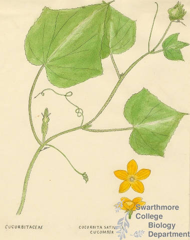 Botanical drawing of genus Cucurbita and species sativa