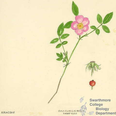 Botanical drawing of genus Rosa and species humilis