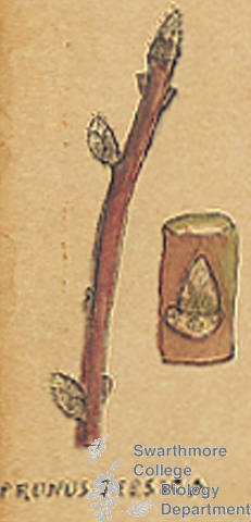 Botanical drawing of genus Prunus and species persica