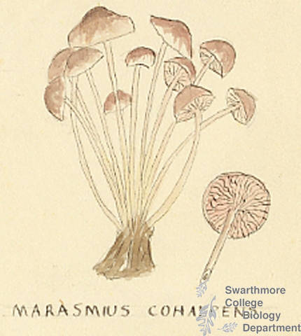Botanical drawing of genus Marasmius and species cohaerens