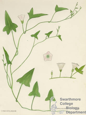 Botanical drawing of genus Convolvulus and species wallichianus