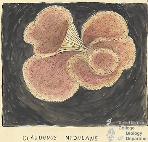 Botanical drawing of genus Claudopus and species nidulans