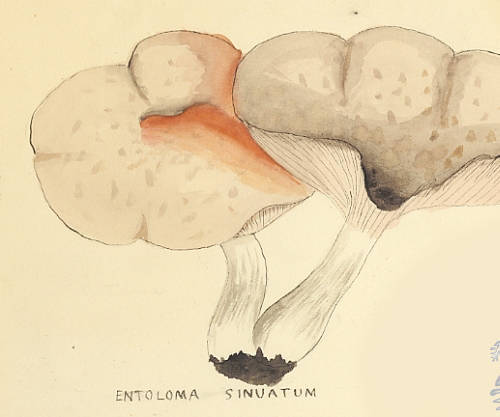 Botanical drawing of genus Entoloma and species sinuatum