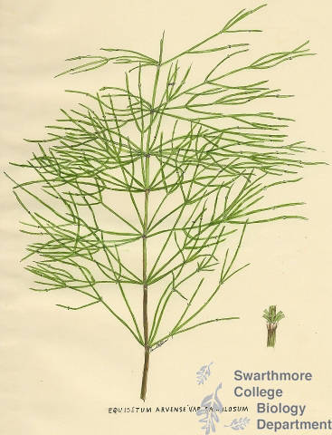 Botanical drawing of genus Equisetum and species arvense