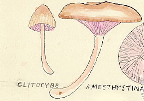 Botanical drawing of genus Clitocybe and species amesthystina