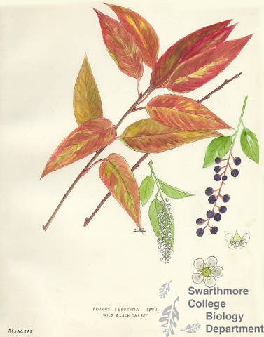 Botanical drawing of genus Prunus and species serotina