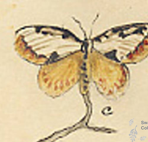 Botanical drawing of genus Euthisanotia and species grata