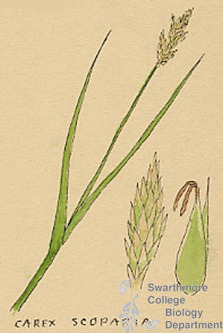 Botanical drawing of genus Carex and species scoparia