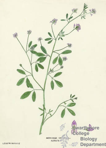 Botanical drawing of genus Medicago and species sativa