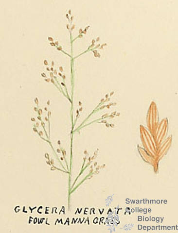 Botanical drawing of genus Glyceria and species nervata