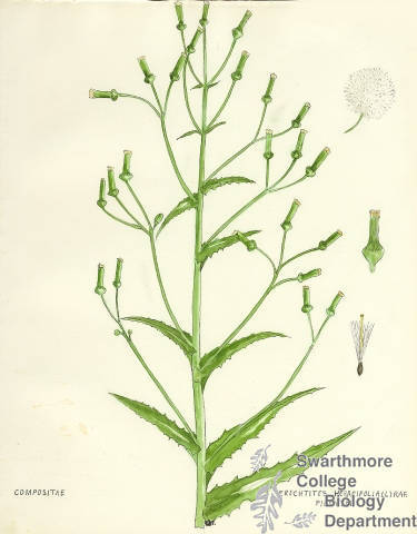 Botanical drawing of genus Erechtites and species heracifolia