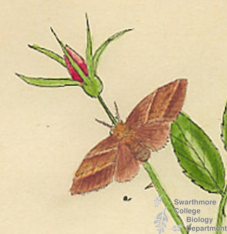 Botanical drawing of genus Malacosoma and species americana