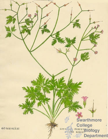 Botanical drawing of genus Geranium and species robertianum