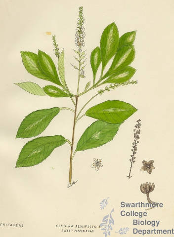 Botanical drawing of genus Clethra and species alnifolia 