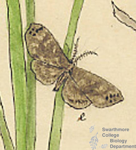Botanical drawing of genus Paraphia and species subatomaria