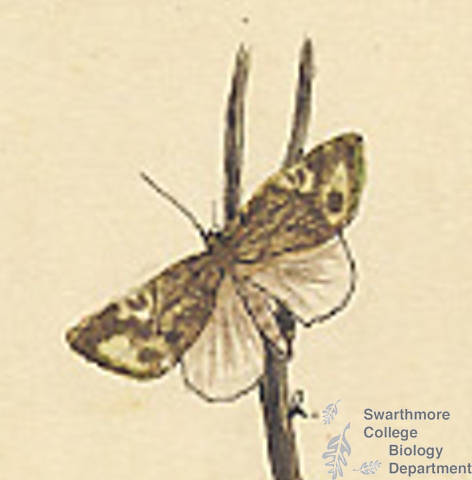 Botanical drawing of genus Dasylophia and species anguina