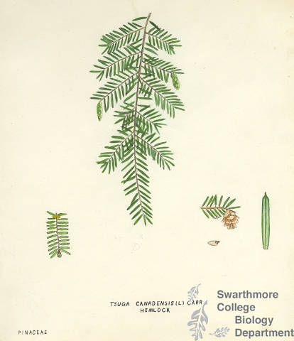 Botanical drawing of genus Tsuga and species canadensis
