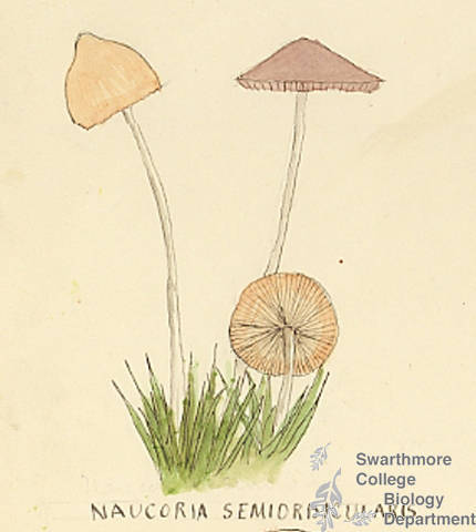 Botanical drawing of genus Naucoria and species semiorbicularis