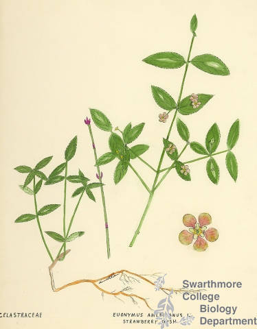 Botanical drawing of genus Euonymus and species americanus