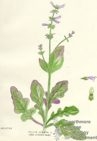 Botanical drawing of genus Salvia and species lyrata