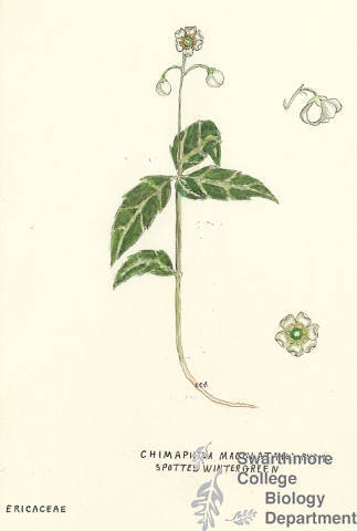 Botanical drawing of genus Chimaphila and species maculata