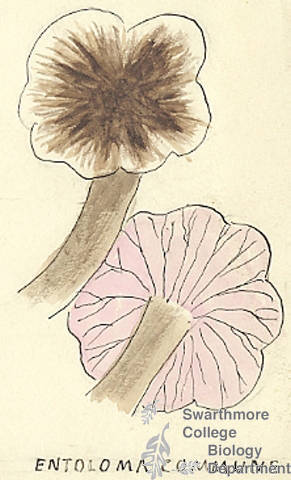 Botanical drawing of genus Entoloma and species commune