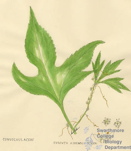Botanical drawing of genus Cuscuta and species arvensis