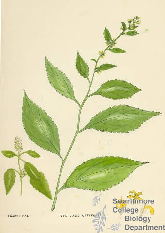 Botanical drawing of genus Solidago and species altissima
