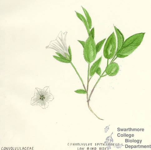 Botanical drawing of genus Convolvulus and species spithamaeus