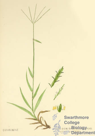 Botanical drawing of genus Cynodon and species dactylon