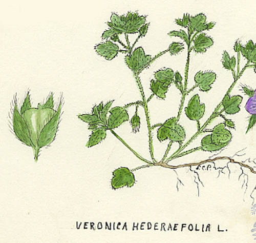 Botanical drawing of genus Veronica and species hederaefolia