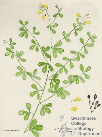Botanical drawing of genus Baptista and species tinctoria