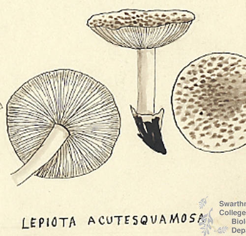 Botanical drawing of genus Lepiota and species acutesquamosa