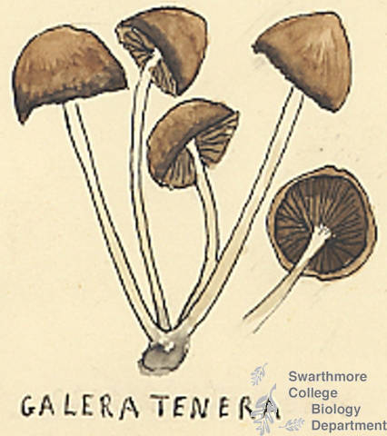 Botanical drawing of genus Galera and species tenera
