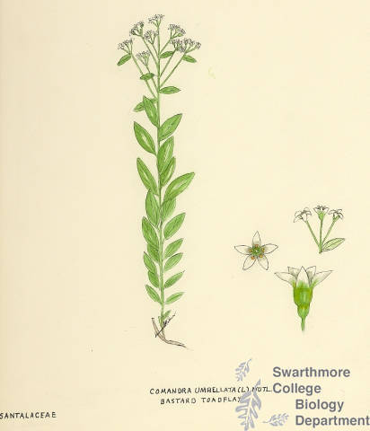 Botanical drawing of genus Comandra and species umbellata