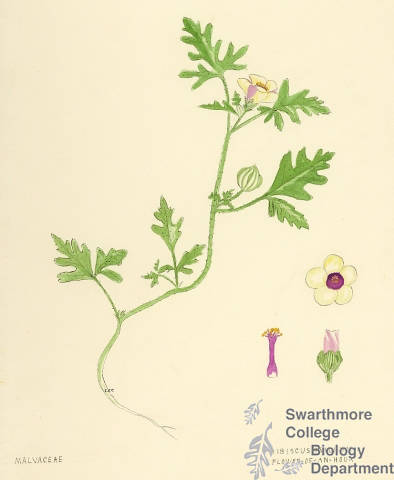 Botanical drawing of genus Hibiscus and species trionum