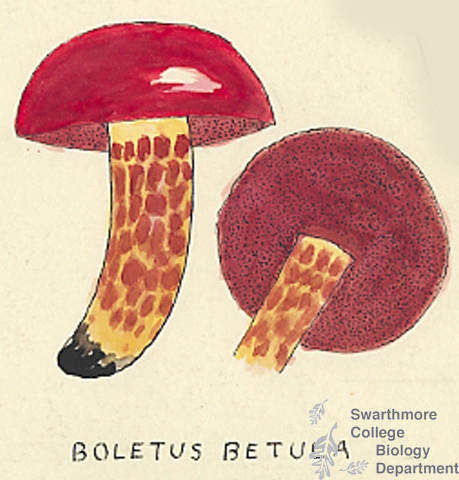 Botanical drawing of genus Boletus and species betula