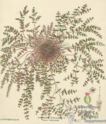 Botanical drawing of genus Euphorbia and species maculata