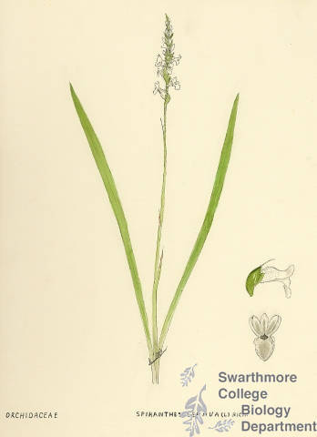 Botanical drawing of genus Spiranthes and species cernua