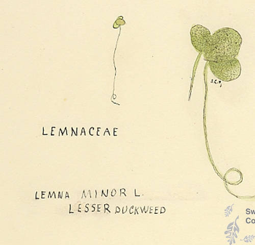 Botanical drawing of genus Lemna and species minor