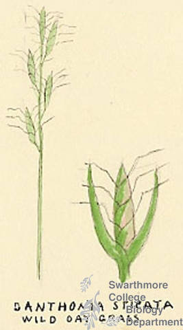 Botanical drawing of genus Danthonia and species spicata