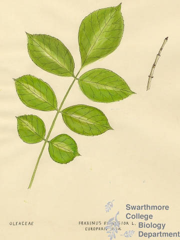 Botanical drawing of genus Fraxinus and species excelsior