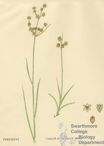 Botanical drawing of genus Juncus and species marginatus