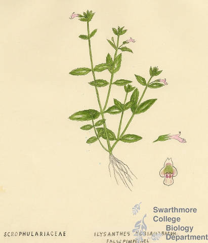 Botanical drawing of genus Ilysanthes and species dubia