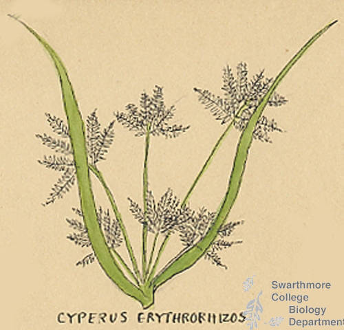 Botanical drawing of genus Cyperus and species erythrorhizos