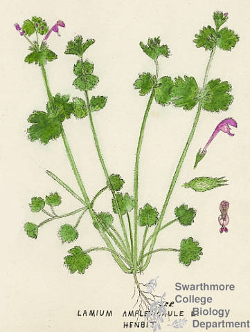 Botanical drawing of genus Lamium and species amplexicaule