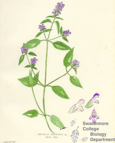 Botanical drawing of genus Prunella and species vulgaris