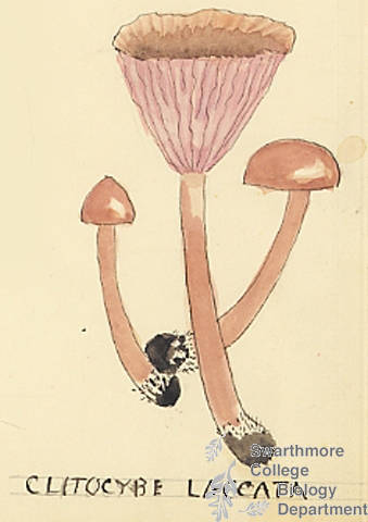 Botanical drawing of genus Clitocybe and species laccata